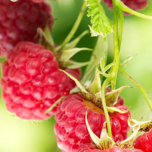 Meet your Posher, Chloe